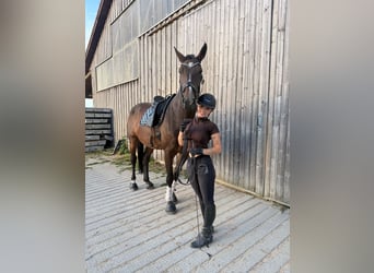 Hannover, Giumenta, 4 Anni, 180 cm, Baio