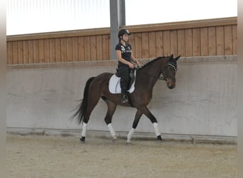 Hannover, Giumenta, 4 Anni, Baio
