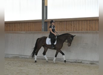 Hannover, Giumenta, 4 Anni, Baio