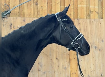 Hannover, Giumenta, 4 Anni, Morello