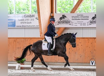 Hannover, Giumenta, 5 Anni, 155 cm, Morello