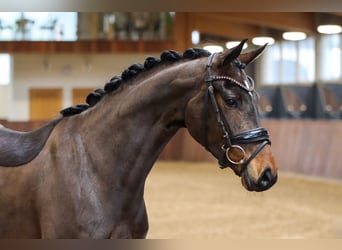 Hannover, Giumenta, 5 Anni, 160 cm, Baio scuro