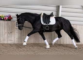 Hannover, Giumenta, 5 Anni, 160 cm, Morello
