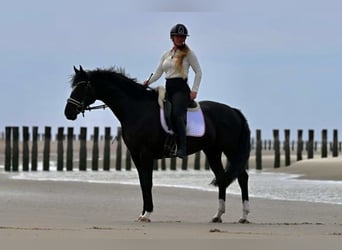 Hannover, Giumenta, 5 Anni, 160 cm, Morello