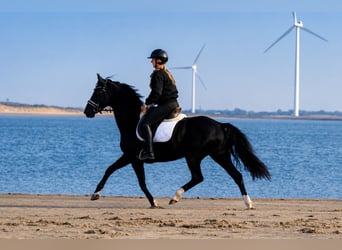 Hannover, Giumenta, 5 Anni, 160 cm, Morello