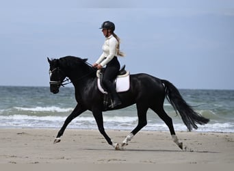 Hannover, Giumenta, 5 Anni, 160 cm, Morello