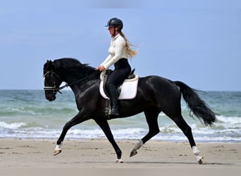 Hannover, Giumenta, 5 Anni, 160 cm, Morello