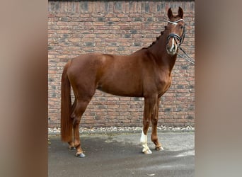 Hannover, Giumenta, 5 Anni, 160 cm, Sauro scuro