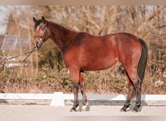 Hannover, Giumenta, 5 Anni, 161 cm, Baio