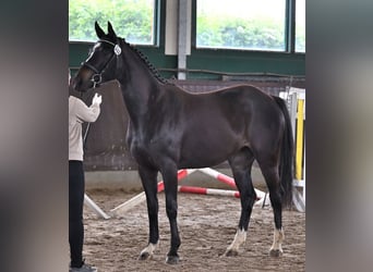 Hannover, Giumenta, 5 Anni, 161 cm, Baio nero