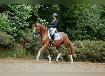Hannover, Giumenta, 5 Anni, 161 cm, Sauro