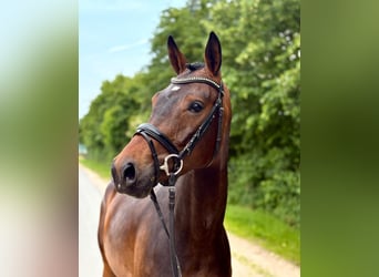 Hannover, Giumenta, 5 Anni, 162 cm, Baio scuro