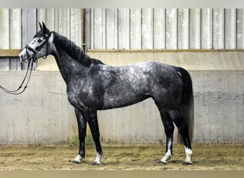 Hannover, Giumenta, 5 Anni, 162 cm, Grigio