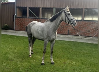 Hannover, Giumenta, 5 Anni, 162 cm, Grigio