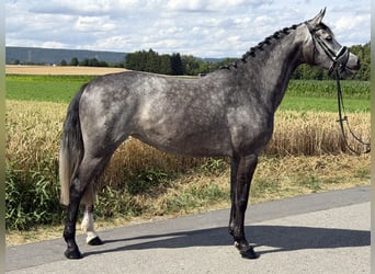 Hannover, Giumenta, 5 Anni, 162 cm, Grigio pezzato
