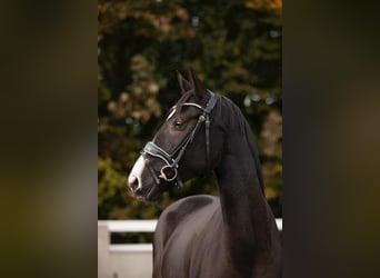 Hannover, Giumenta, 5 Anni, 163 cm, Morello