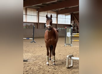 Hannover, Giumenta, 5 Anni, 163 cm, Sauro scuro