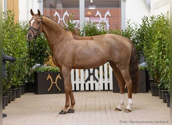 Hannover, Giumenta, 5 Anni, 163 cm, Sauro scuro