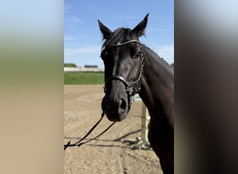 Hannover, Giumenta, 5 Anni, 164 cm, Baio nero