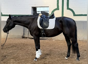 Hannover, Giumenta, 5 Anni, 164 cm, Baio nero