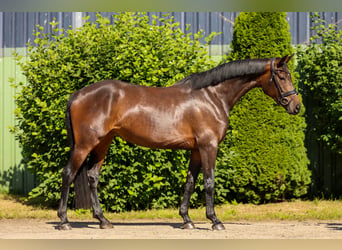 Hannover, Giumenta, 5 Anni, 164 cm, Baio scuro
