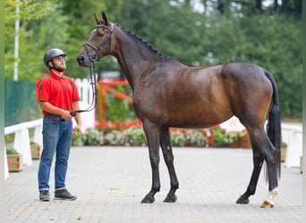 Hannover, Giumenta, 5 Anni, 164 cm, Baio scuro