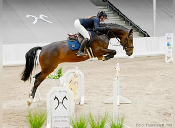 Hannover, Giumenta, 5 Anni, 164 cm, Baio scuro