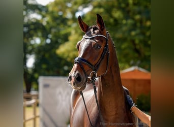Hannover, Giumenta, 5 Anni, 164 cm, Baio scuro