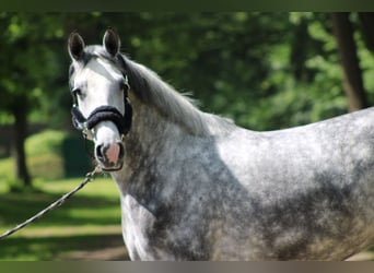 Hannover, Giumenta, 5 Anni, 164 cm, Grigio