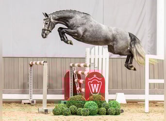 Hannover, Giumenta, 5 Anni, 164 cm, Grigio