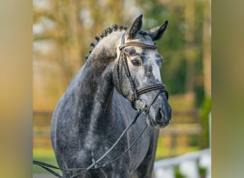 Hannover, Giumenta, 5 Anni, 164 cm, Grigio
