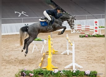 Hannover, Giumenta, 5 Anni, 164 cm, Grigio