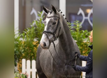 Hannover, Giumenta, 5 Anni, 164 cm, Grigio