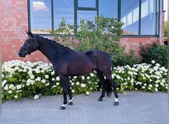 Hannover, Giumenta, 5 Anni, 164 cm, Morello