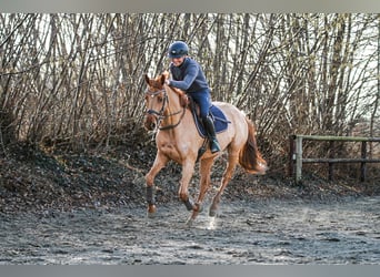 Hannover, Giumenta, 5 Anni, 164 cm, Sauro