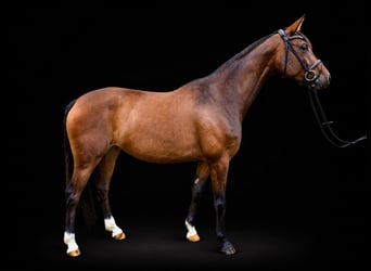 Hannover, Giumenta, 5 Anni, 165 cm, Baio