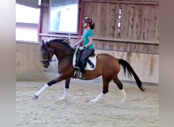 Hannover, Giumenta, 5 Anni, 165 cm, Baio