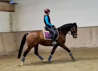 Hannover, Giumenta, 5 Anni, 165 cm, Baio