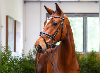 Hannover, Giumenta, 5 Anni, 165 cm, Baio