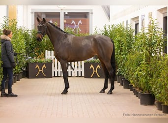 Hannover, Giumenta, 5 Anni, 165 cm, Baio