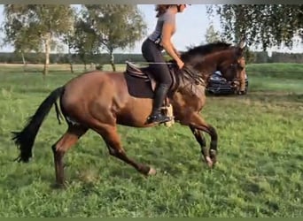 Hannover, Giumenta, 5 Anni, 165 cm, Baio