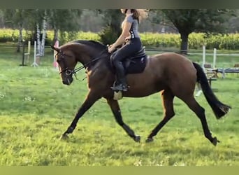 Hannover, Giumenta, 5 Anni, 165 cm, Baio