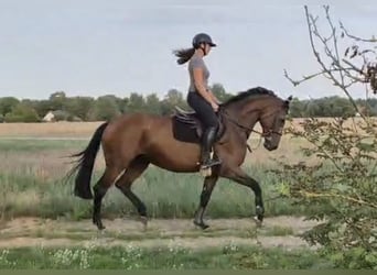 Hannover, Giumenta, 5 Anni, 165 cm, Baio