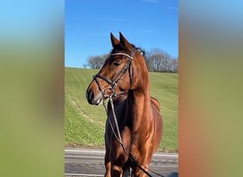 Hannover, Giumenta, 5 Anni, 165 cm, Baio
