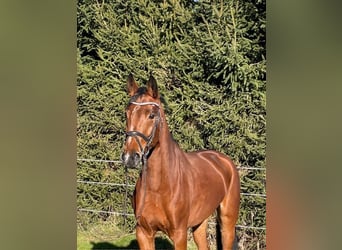 Hannover, Giumenta, 5 Anni, 165 cm, Baio