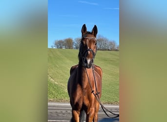 Hannover, Giumenta, 5 Anni, 165 cm, Baio