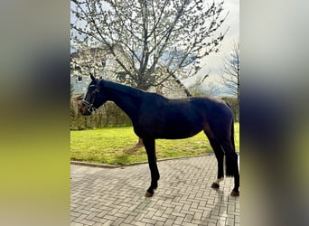 Hannover, Giumenta, 5 Anni, 165 cm, Baio nero