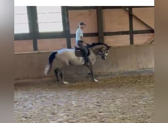 Hannover, Giumenta, 5 Anni, 165 cm, Grigio