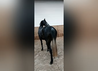 Hannover, Giumenta, 5 Anni, 165 cm, Grigio