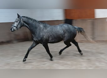 Hannover, Giumenta, 5 Anni, 165 cm, Grigio